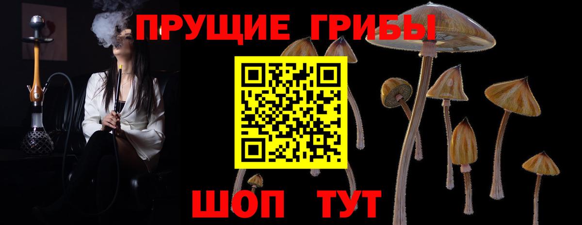 Благовещенск  Галлюциногенные грибы прущие грибы  где купить наркоту  Вход с VPN  Псилоцибиновые грибы Psilocybe 